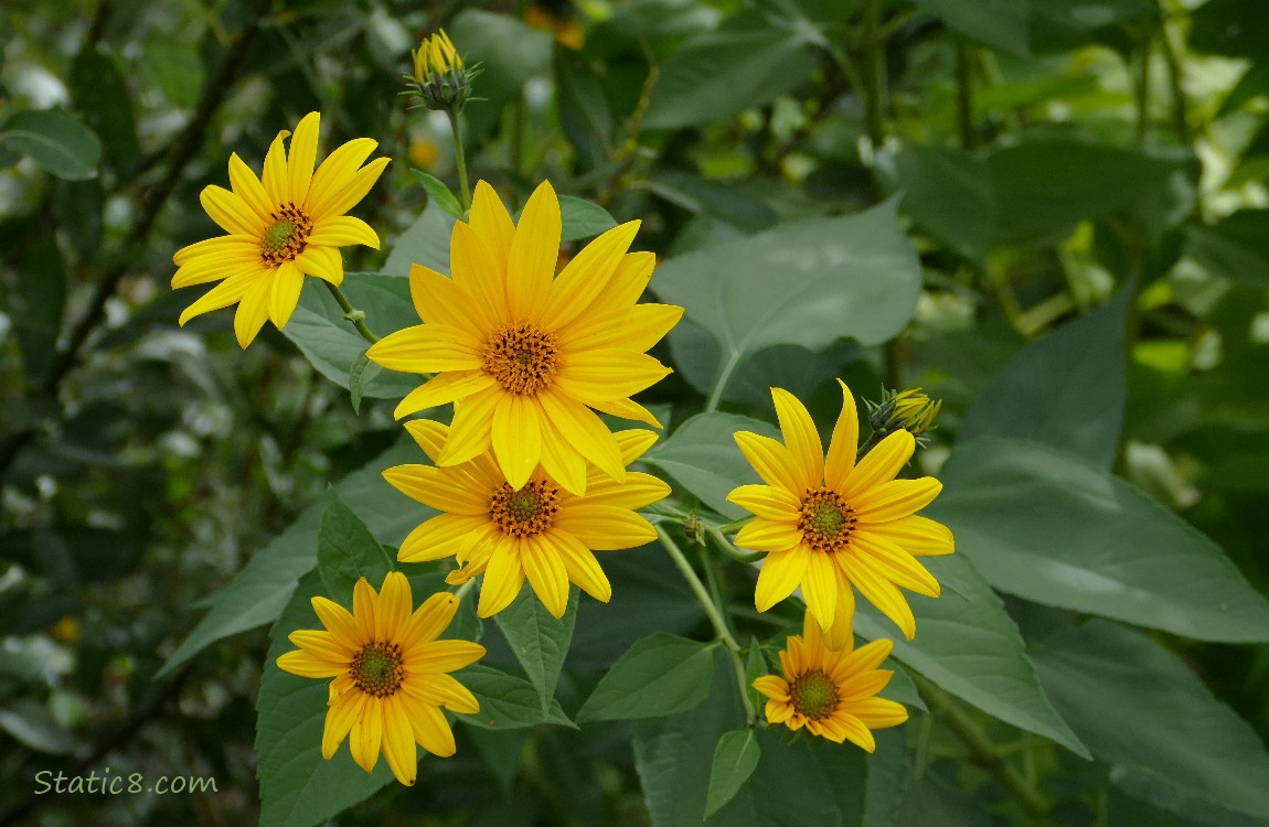 Yellow Sunroot blooms
